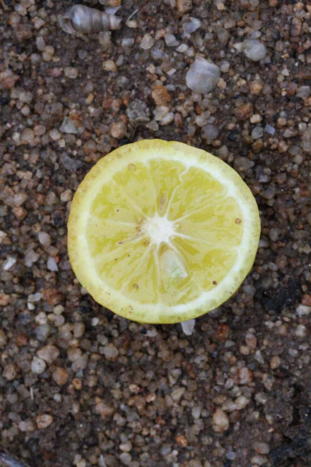              Fruit cross-section (Riverside, CA)       